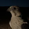 vvczo