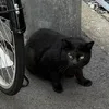 kawaiku__naritai__