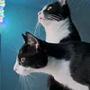 two_cats.fi