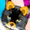 mistrtomas