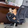 shrimpang_8
