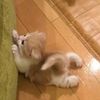 mochidumpling_