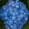 hydrangea55