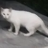 meongmeuw