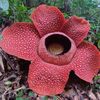 rafflesia1917