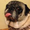 kingpugsly