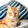 Bruce the Cat