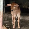 jeli_jeli