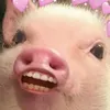swishbishxiv