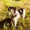 luna_the_papillon
