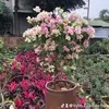 nguyenduytruong03