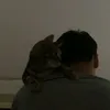 vavldbz