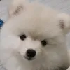 kingkhyro