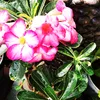 yantirdewi