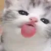 lekromoo_doza