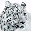 tropicalcheetah7