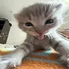 gatinhos000_