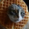 ilikecats0000