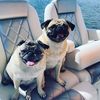 pugsistas