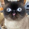 ilovecats8258