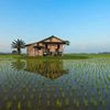 rumah.sawah_padi
