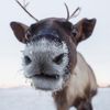 coolczb