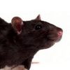 ratkingz0