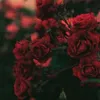 w___9e