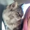 noor_tajel