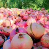الكلمه طيبه صدقه