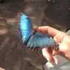 theangelmeshoo
