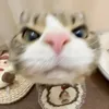 mituotngoikhoctutu