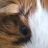 www.tiktok.majka