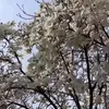 nayaaana