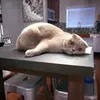 johanna_olsson_