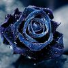 winters_rose