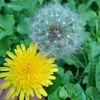 dandelions_are_shiny