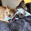 4catsandapoopy