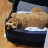 kyloren_cavoodle