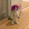 catsarekool__