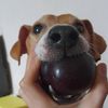 mini_peka22.8