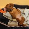 ronald_dog_lv