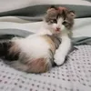 rsslslv26