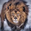 abdalsalam381