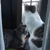 tabby_cat_24