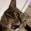 sqlface