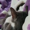 oum_bichette_et_sushi