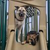 servicedog_tandemlove.1