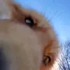imgogafoxx