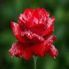 eslamzaher8